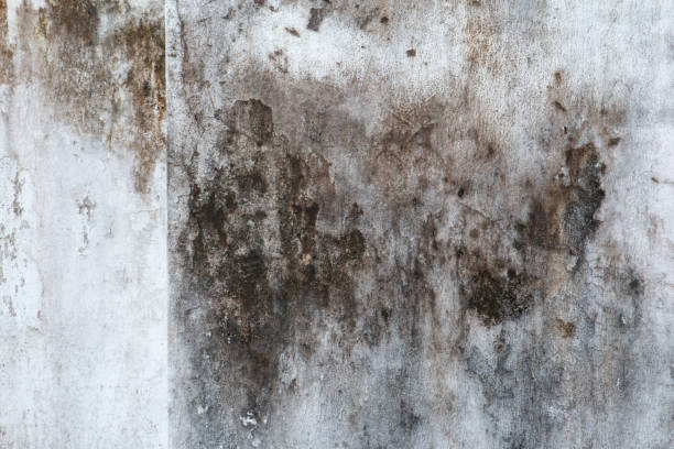 Best Real Estate Mold Inspection  in Rome City, IN
