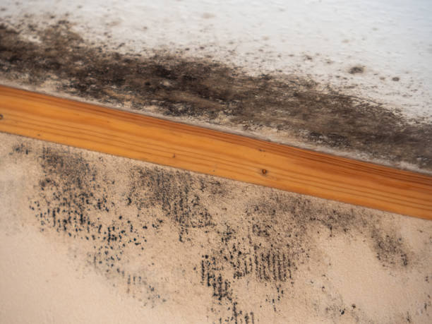 Best Mold Remediation for Healthcare Facilities  in Rome City, IN