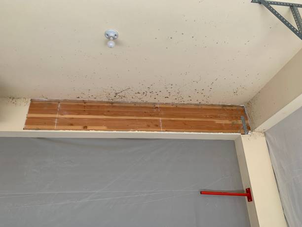 Best Environmental Consulting for Mold Prevention  in Rome City, IN