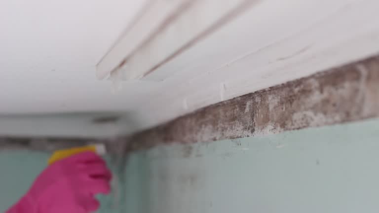 Best Mold Odor Removal Services  in Rome City, IN