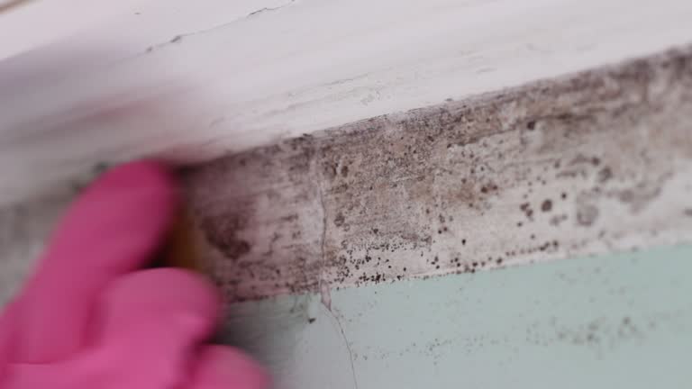 Best Post-Construction Mold Inspection  in Rome City, IN